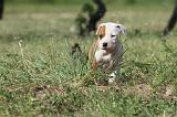 AMSTAFF  PUPPIES 126